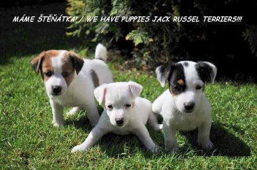 JACK RUSSEL TERRIR S PP