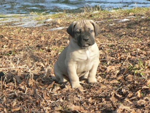 Cane Corso tata  s PP