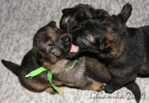 N�meck� ov��k tmav�vlko�ed� �t��ata s PP