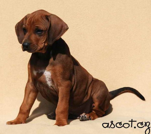 Rhodesian ridgeback a Parson Russell terrier