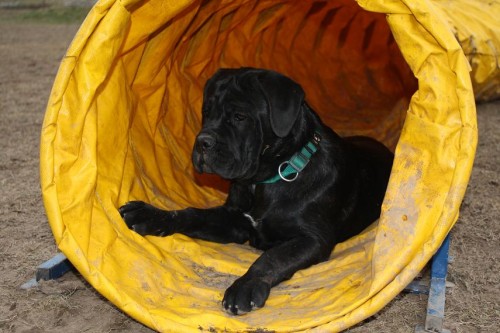 Cane corso