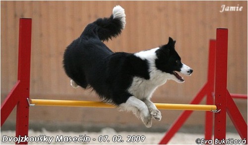 Border kolie s PP ze zahrani�n�ho kryt� - Rakousko