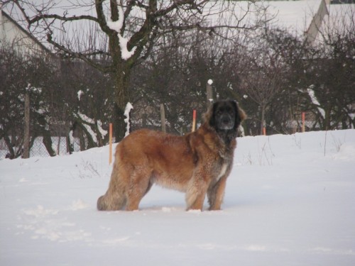 Leonberger