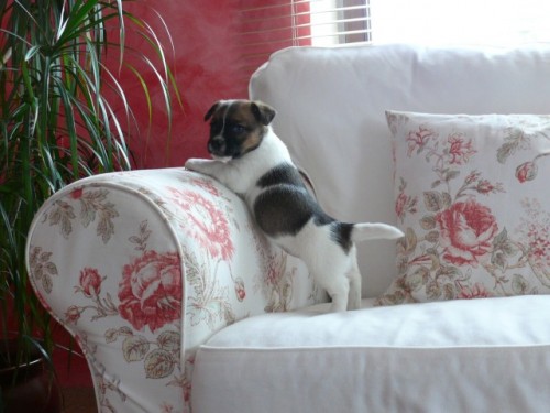 Jack Russel Terir 