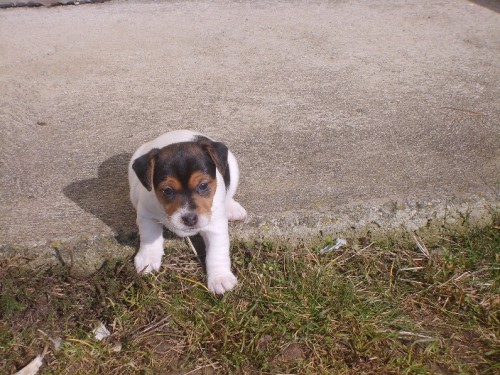 Prodm JRT