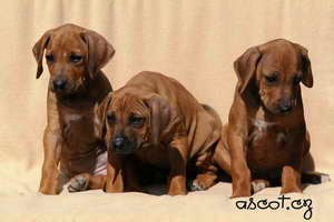 Rhodesian ridgeback