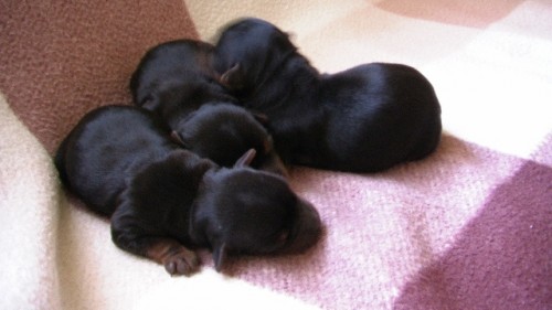 Prod�m jor��rsk�ho teriera �t��ata