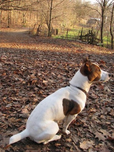 Nabzm kryt hezkm samcem Jack Russell Terira