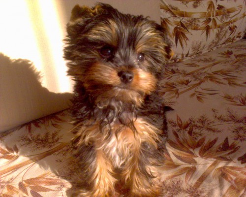 �t���tka york��ra