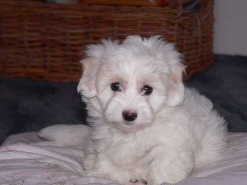 Coton de Tulear