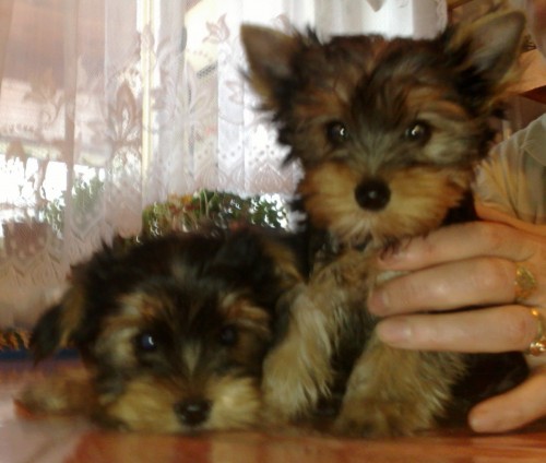 Jork��rsk� terier