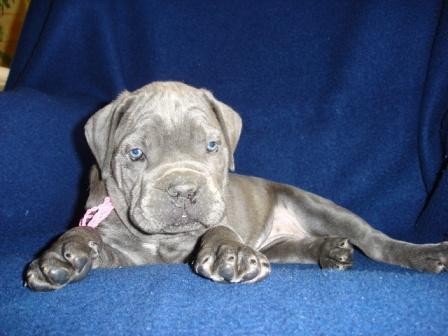 TTKO FENKY CANE CORSO S PP