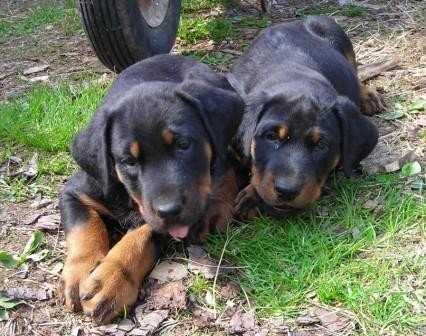  BEAUCERON - Francouzsk ovk