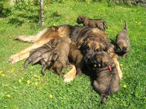 Leonberger