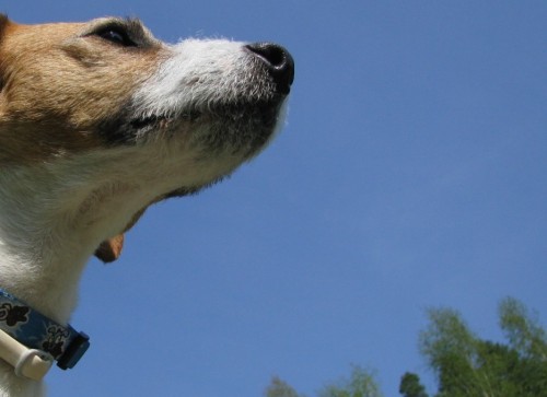 tata JRT s PP