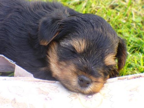 Prod�m �t�n� jork��ra