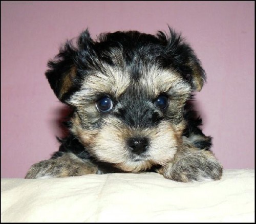 Jork��rsk� teri�r