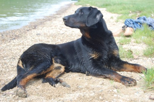 Beauceron - ovk z Francie