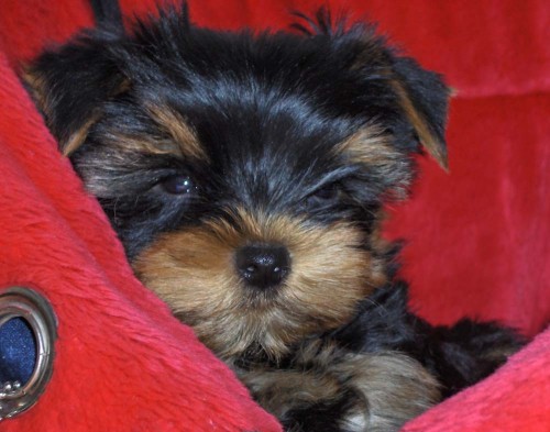 �t���tka jork��ra s PP