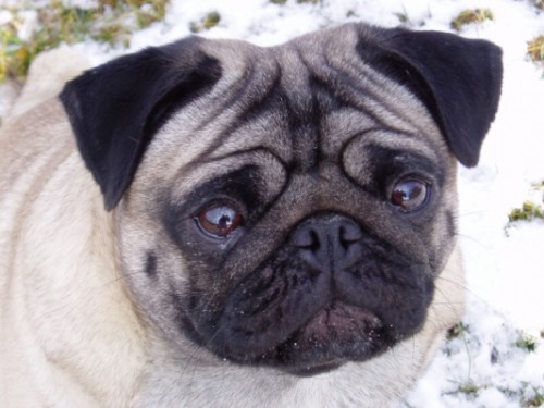 MOPS- ttka