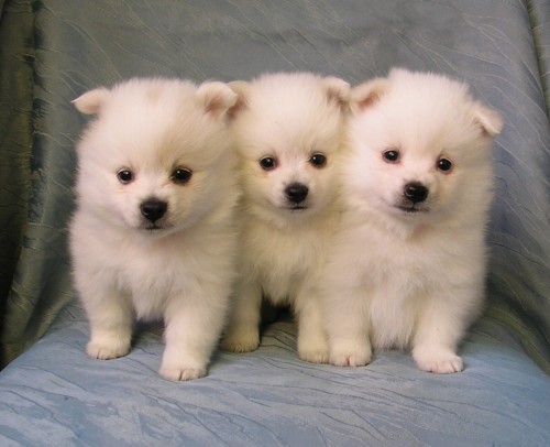 N�meck� �pic mal� b�l�