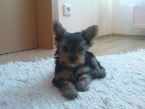 Jork��rsk� terri�r s PP