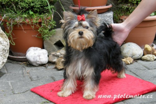 Jork��rsk� teri�r