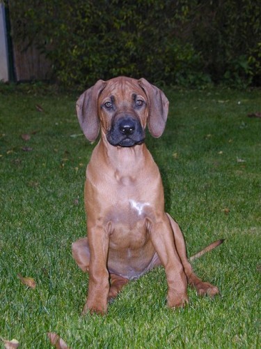 tn Rhodesk ridgeback