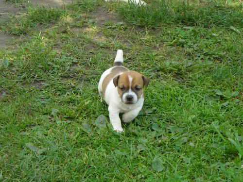 Prodam feneku JRT