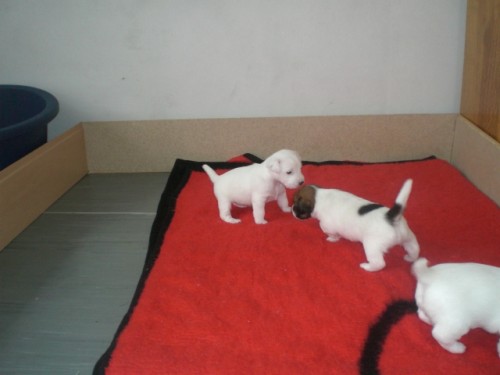 tata Jack Russel terier