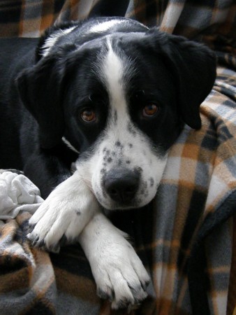 sh�n�m z�jemce na �t��ata