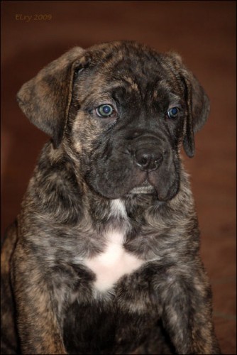 Cane Corso - tata s PP