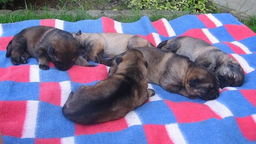 Prod�m vlko�edou fenku NO s PP