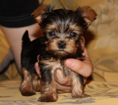 �t��ata Jork��rsk�ho teriera