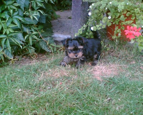 york��rsk� teri�r-�t�n�-pejsek