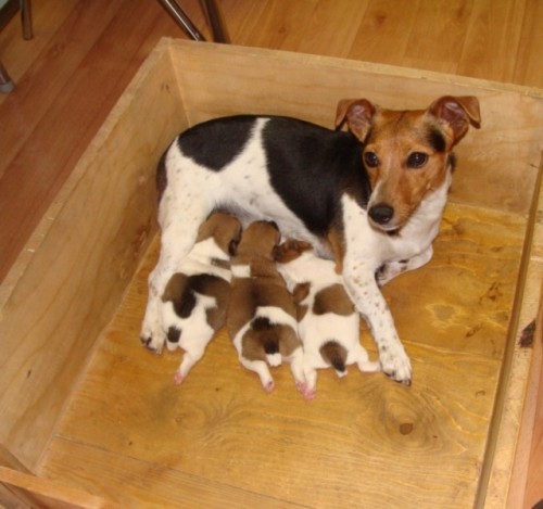 Prodm krsn ttka Jack Russell terira