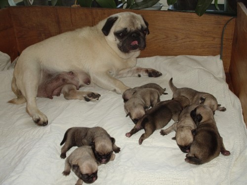 MOPS-bov ttka s PP