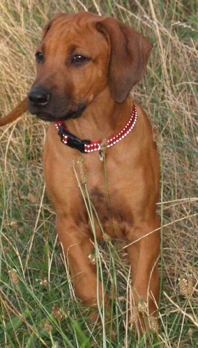 rhodesky ridgeback- tn