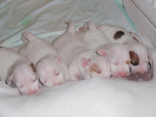 Jack Russell terir bez PP
