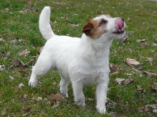 Krsn pejsek