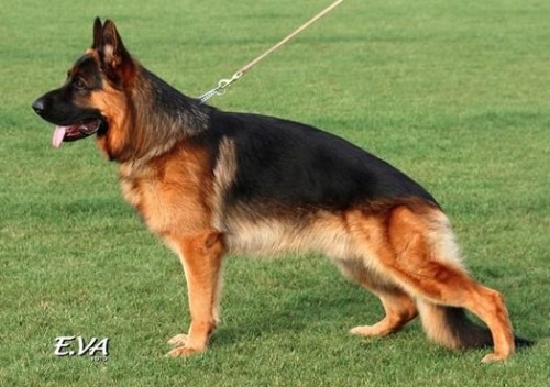 N�meck� ov��k �t��ata