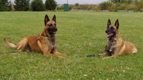 BELGICK OVK MALINOIS  Okie Malidaj x Gino von den kleinen Helden