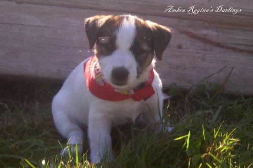 tnatka JACK RUSSELL TERRIER s PP