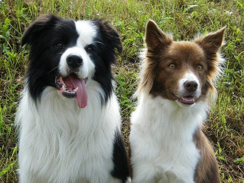 ttka border collie