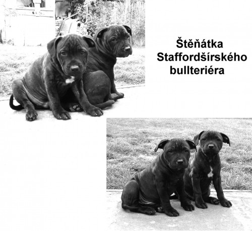 Staffordrsk bullterier