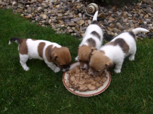 Jack Russel Terir - tata