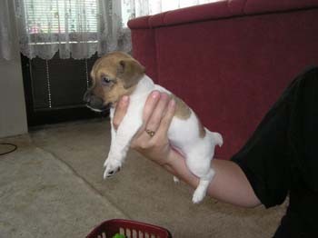 Prodm JRT