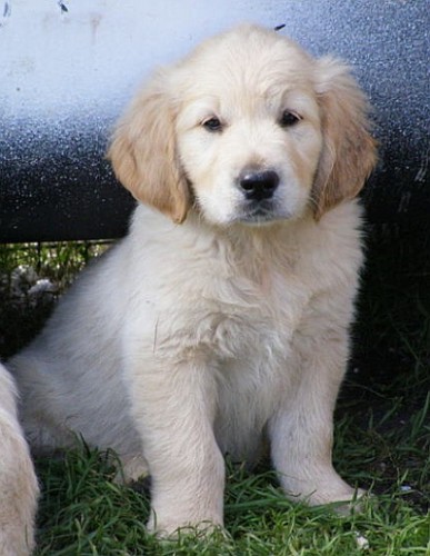 Golden Retriever s PP