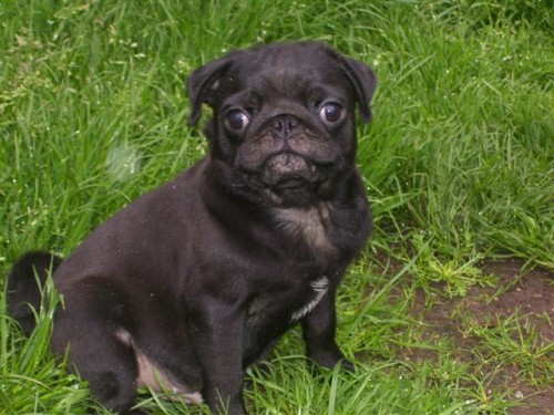 Mops - tata bez pp