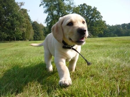 tn Labradorskho retrievera (PES)